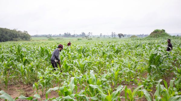 英格村村民在玉米地里锄草施肥